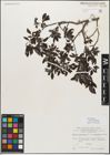 Foto von Salix myrsinifolia Salisb.
